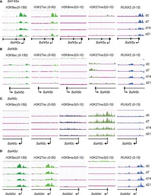 Baf45a Mediated Chromatin Remodeling Promotes Transcriptional Activation for Osteogenesis and Odontogenesis